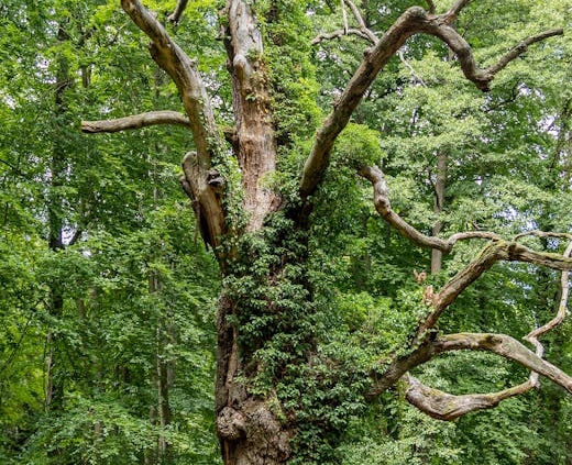 Old Oak regeneration project seeks £12bn delivery partner