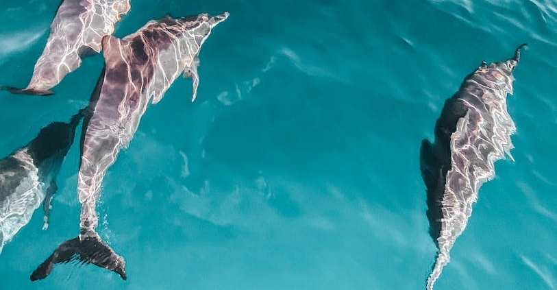 Fugro lands marine mammal monitoring contract for Ireland's offshore wind development